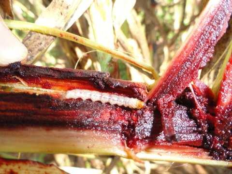 Ideotipo de Cultivar de Sorgo Sacarino Tolerante