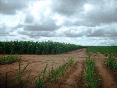 Por Que o Sorgo Como Fonte de Matéria-Prima para Produção de Energia?