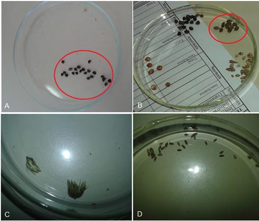 31 Figura 16: Sementes nocivas toleradas: Ipomoea spp (A), Senna obtusifolia (B) Cenchrus echinatus (C) e Digitaria insularis (D). 4.1.7.