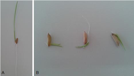 37 Figura 20: Plântulas de Oryza sativa: plântula normal (A) e plântulas anormais (B). - Germinação em sementes de Phaseolus vulgaris: A semeadura do P.