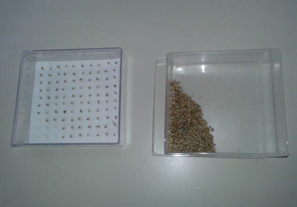 41 Figura 25: Teste de germinação das sementes de Pennisetum glaucum. A semente de P. glaucum tem germinação hipógea.