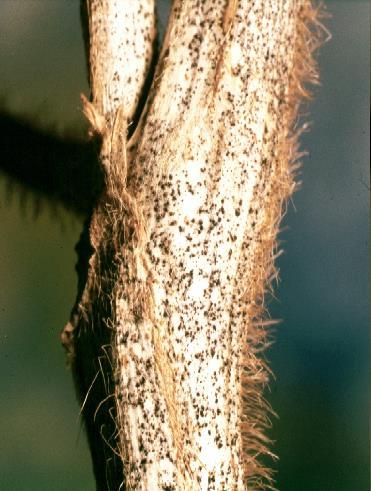 Colletotrichum truncatum Antracnose da soja As vagens adquirem coloração castanhoescura a negra e
