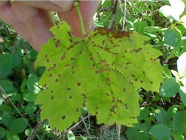 Antracnose videira Sphaceloma ampelinum Fase teleomórfica : Elsinoe ampelina