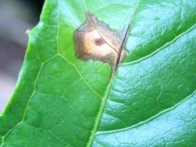 Mancha parda maracujá Gloeosporium fructigenum Manchas