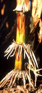 Podridão Branca Diplodia maydis Podridão do colmo e da espiga