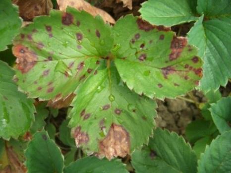 Crestamento das folhas Phomopsis obscurans Fase