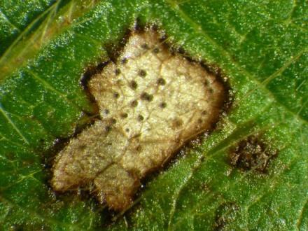 Mancha foliar goiaba Phyllosticta guajavae Formação de manchas necróticas, de