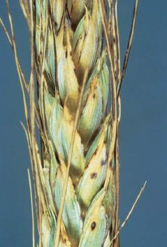 Mancha da gluma, Mancha salpicada Septoria tritici Mancha foliar do trigo, centeio, triticale e algumas espécies de gramíneas.