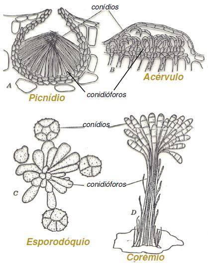 Sinêmio Conidióforos Os conidióforos podem estar contidos em estruturas fúngicas, em forma de pêra, denominadas picnídios, ou em