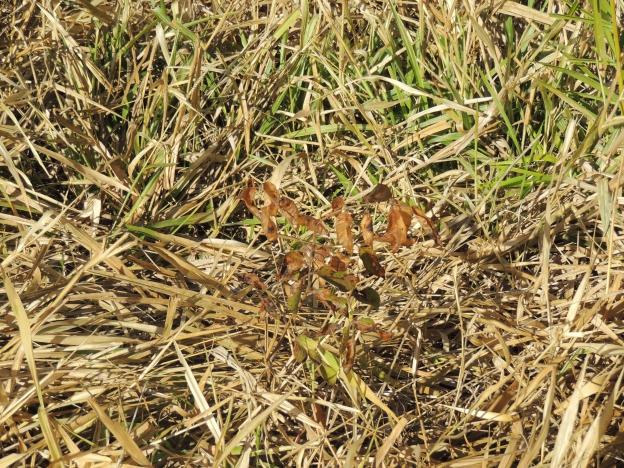 (seta vermelha) e outros ainda verdes, como é o caso da seta azul