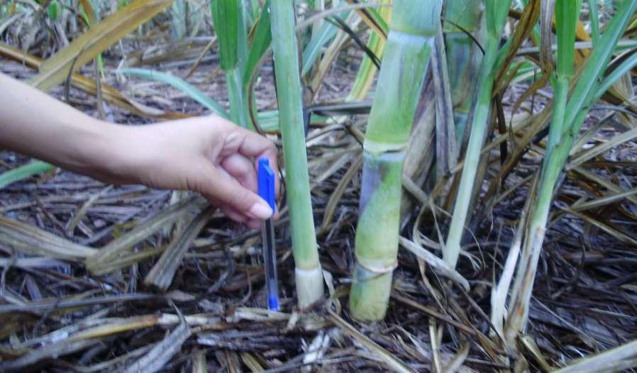 PROJETO PREVCLIMACANA NO CAMPO Explicações detalhadas na parcela da