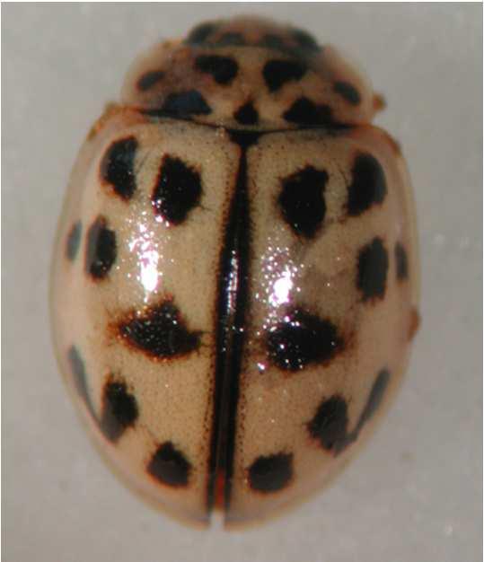 nigromaculatus