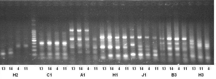 FIGURA 1. Perfil PCR das variedades de cana-de-açúcar conforme Tabela 2, analisados com os iniciadores H2, C1, A1, H1, J1, B3, H3, conforme Tabela 3. FIGURA 2.