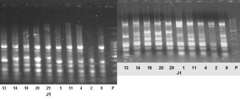 RESULTADOS E DISCUSSÃO As análises de PCR entre os dezoito iniciadores da Tabela 2 e das interações entre os iniciadores da Tabela 3 mostraram várias diferenças de amplificação de fragmento entre