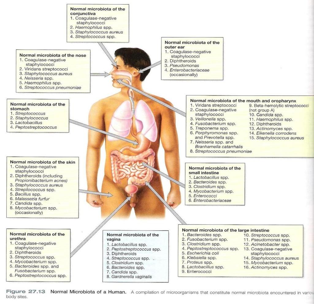 Por que estudar Microbiologia?