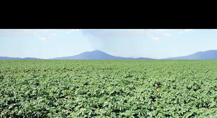 CAPA Cerrado MINEIRO tem menor custo por hectare, mas o maior por saca Entre as três regiões avaliadas, o Triângulo Mineiro/Alto Paranaíba foi a que apresentou menor custo por área cultivada, mas por