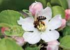 Maçã Pomares entram em fase de polinização foto: torange.biz Polinização bem sucedida dependerá do clima A florada começou no final de setembro nas regiões produtoras do Sul do País.