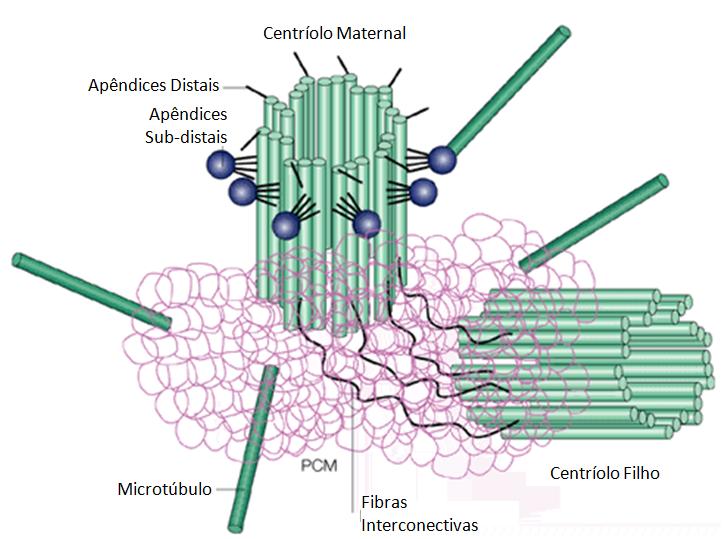 Dendrito Os microtúbulos normalmente