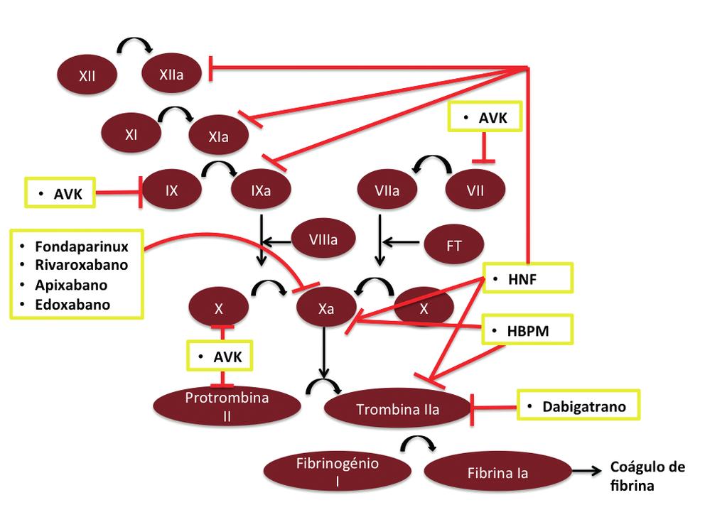 Anticoagulantes orais diretos : um novo paradigma no tratamento da trombose venosa profunda.