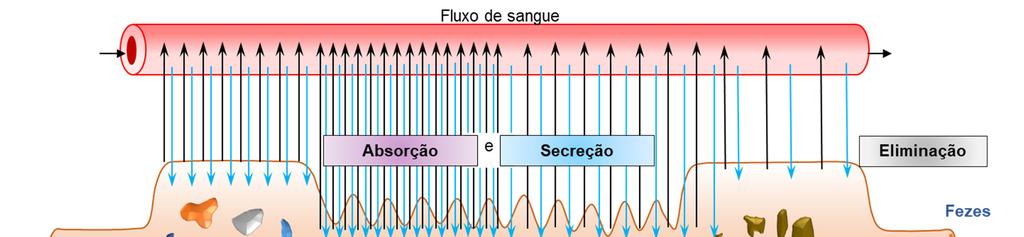 O que é a absorção?