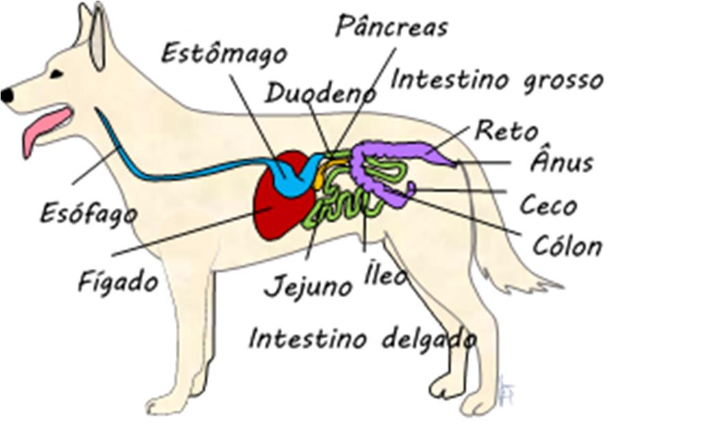 digestivo