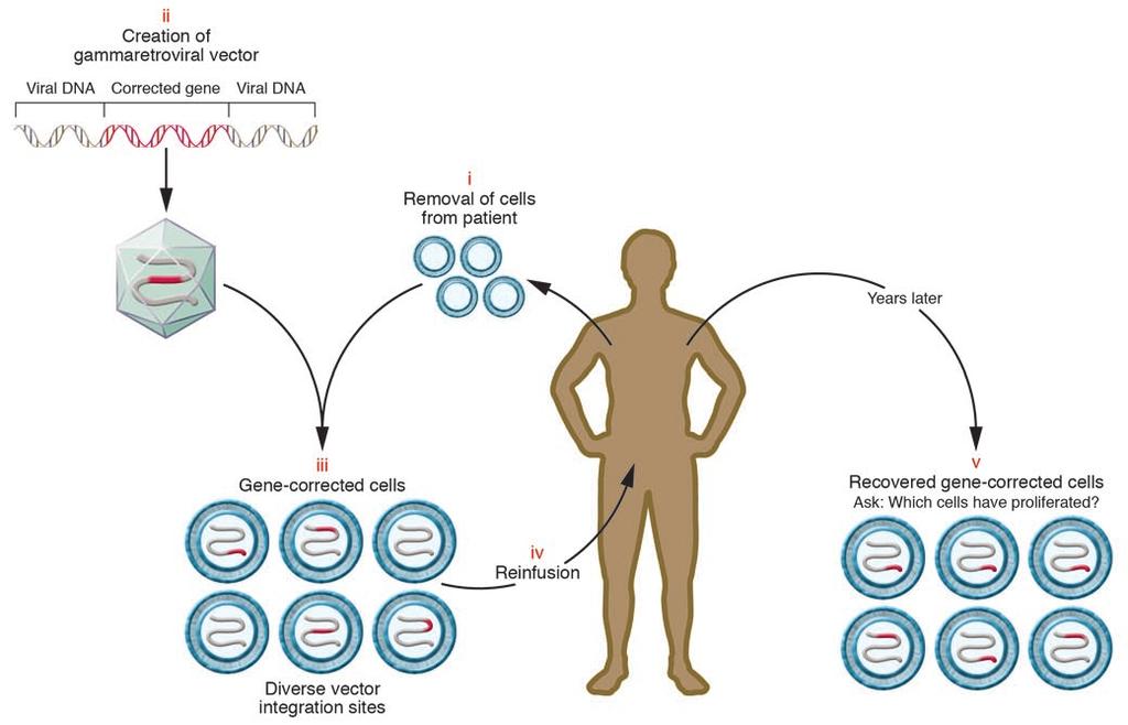 Terapia gênica > 6000 doenças herdáveis - Transgene (Transferred gene) Transgênico