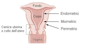 É formado por três camadas: Perimétrio: representado pelo peritônio (externa) Miométrio : média, musculatura lisa.