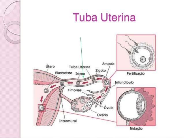 Tubas uterinas Na extremidade próxima do ovário existe uma série de franjas, denominadas fímbrias, que recolhem o óvulo.