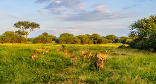 ÁFRICA COLEÇÃO OUTONO-INVERNO 2017/18 Tanzânia Praia, montanha, savana, parques naturais, vida animal.