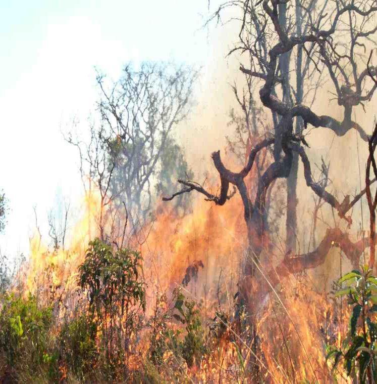 Resultados Silva (2004) - em áreas nativas de cerrado subemtidas à queimadas prescritas, a comunidade retorna ao seu perfil anterior a queima após 30 dias; áreas de pastagem