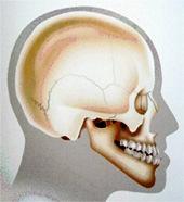 O perfil facial torna-se reto ou côncavo, de caráter esquelético.