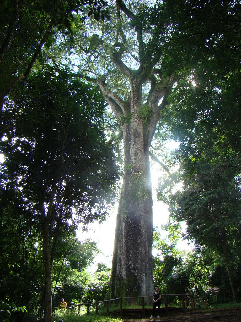 No Parque Estadual de Vassununga, às margens da Rodovia Anhangüera, km 245, em Santa Rita do Passa Quatro SP, uma das glebas preserva um pequeno trecho de floresta onde existe a Trilha dos Jequitibás.