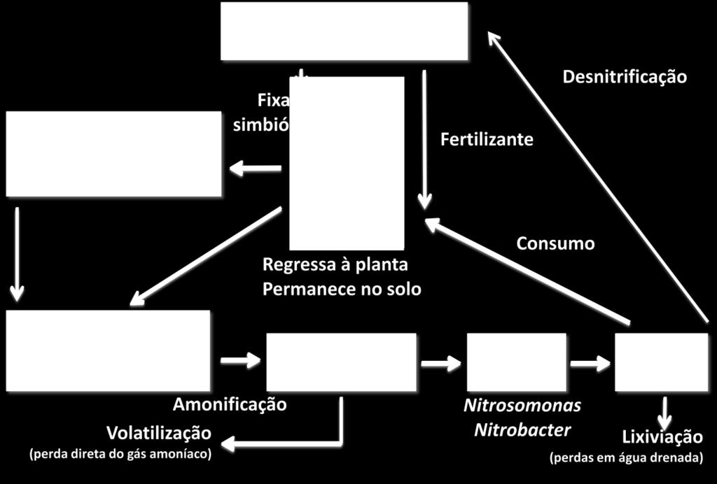 Outro nutriente importante é o fósforo (P).