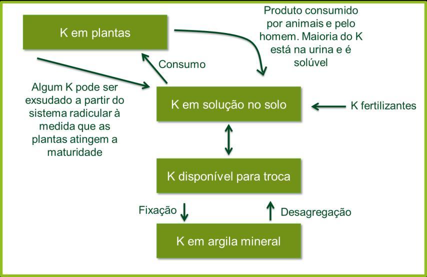 5. Ciclo do potássio O terceiro macronutriente é o Potássio, cuja disponibilidade é controlada principalmente por processos químicos do solo.