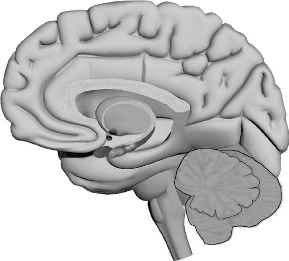 Enquanto o neocórtex pode fazer análises muito refinadas dos padrões que você observa, o tálamo controla para onde você olha. Quando seu neocórtex é danificado, você perde habilidades específicas.