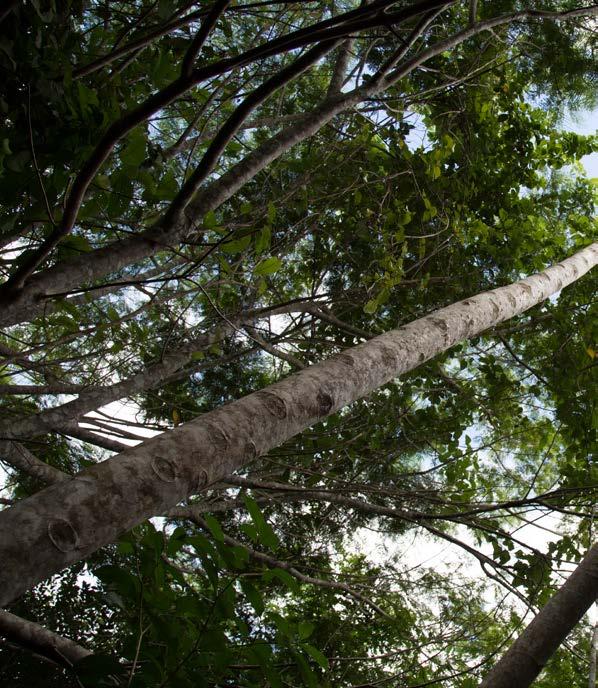 EDITORIAL Amigo agricultor, Você já fez o Cadastro Ambiental Rural CAR da sua propriedade? Em poucos dias o prazo para o cadastramento gratuito se esgotará.