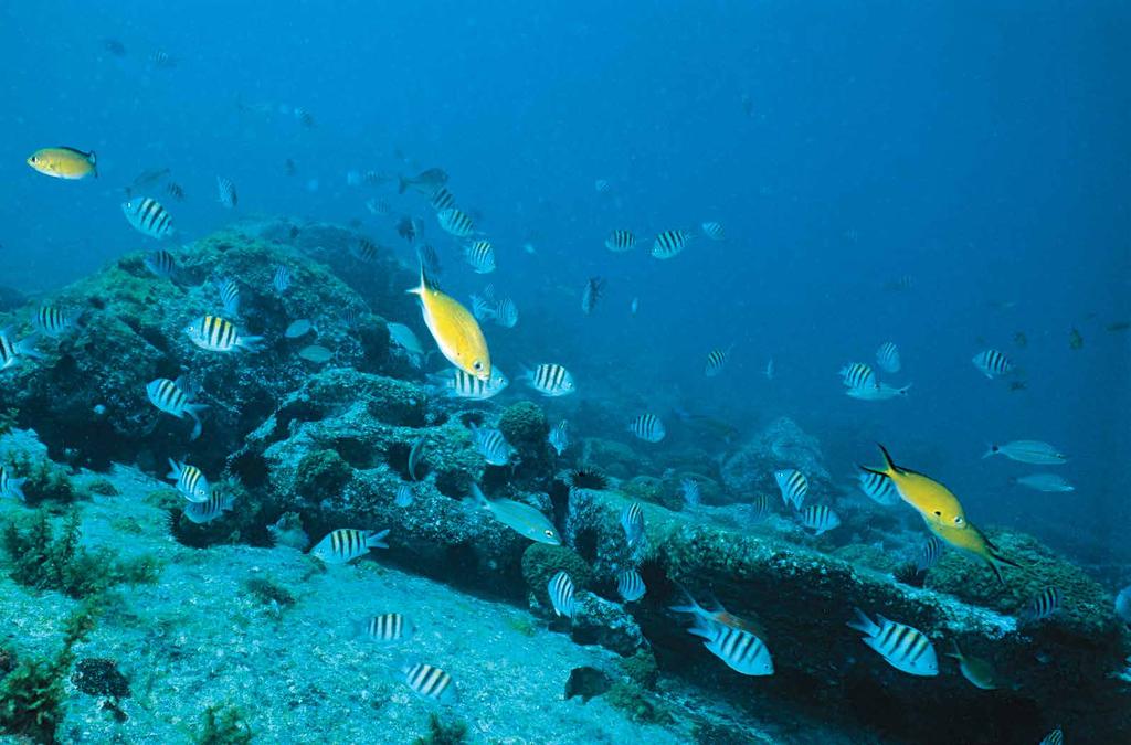 Paraíso ameaçado O mar brasileiro tem uma diversidade espantosa de peixes e outras espécies. O PROBLEMA É QUE a quantidade é reduzida.