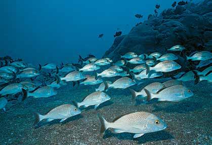 1 2 A costa brasileira possui uma variedade de espécies de peixes inigualável, principalmente nos recifes de corais nordestinos. São exemplos: 1. xiras-brancas; 2. moréia-pintada; 3. peixe-cofre; 4.