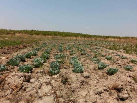 O Japão espera que este projecto continue com efeito positivo para o enriquecimento alimentar nos campos rurais e no desenvolvimento sustentável pelas iniciativas das comunidades.