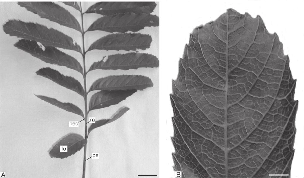 Caracteres morfoanatômicos de folha e caule de Cupania vernalis Cambess.