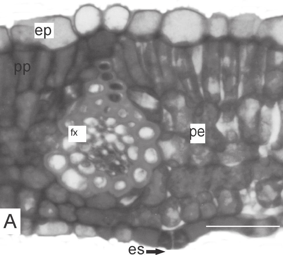 Caracteres morfoanatômicos de folha e caule de Cupania vernalis Cambess., Sapindaceae Figuras 2A-E. Cupania vernalis Cambess. - folíolo: A. face adaxial da epiderme; B.