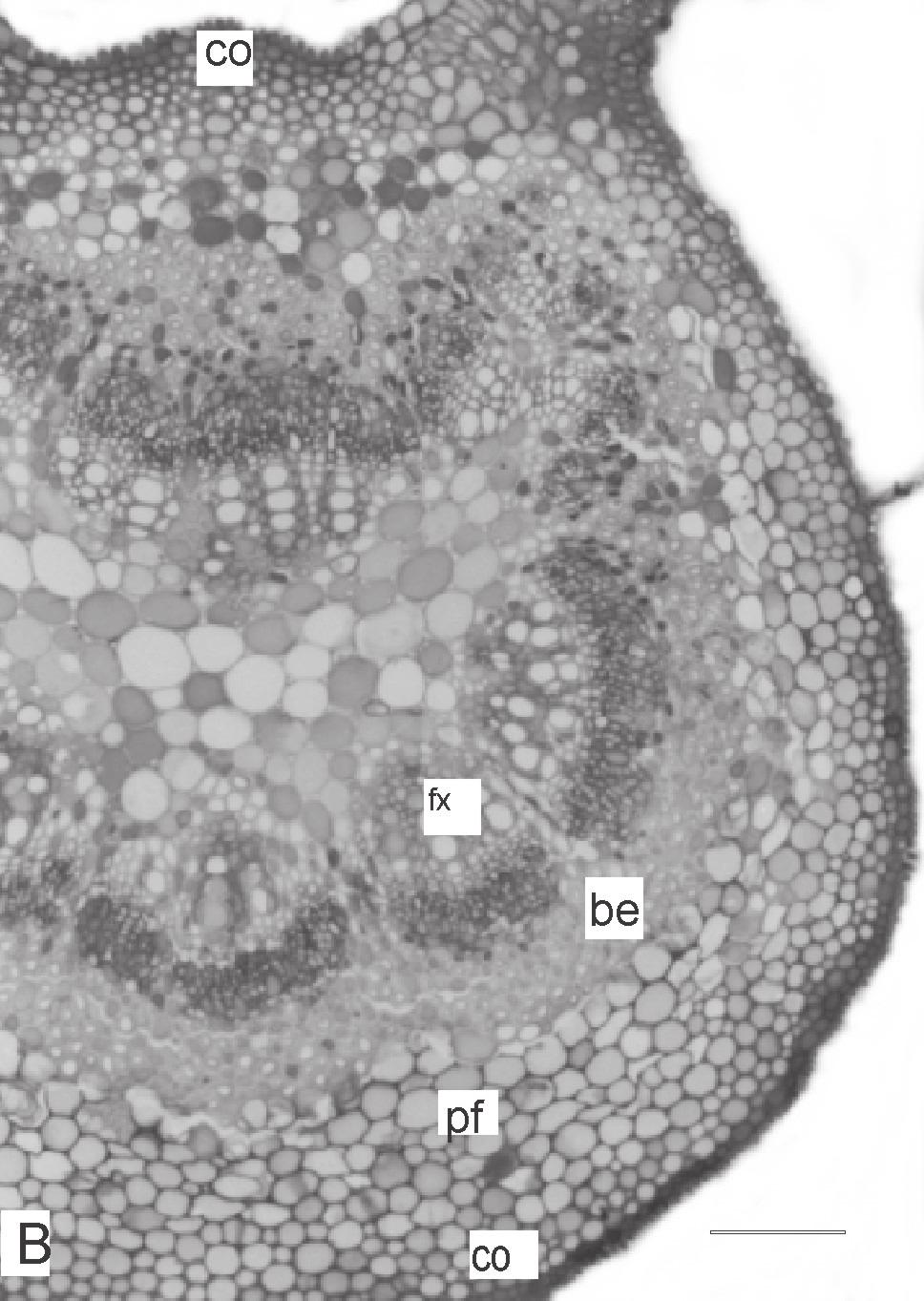 detalhe da cutícula granulosa revestindo um tricoma tector em MEV. es - estômato, tt - tricoma tector. Barra = 20 µm (A, B, D); MEV - Microscopia Eletrônica de Varredura.