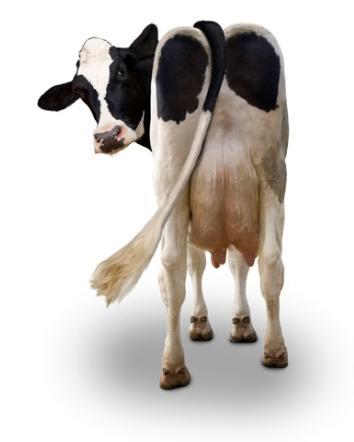 5-ProduçãoTotal Visa essencialmente os ganhos de produção. Dentro das características de produção, as mais valorizadas são quilogramas de leite, gordura e proteína.