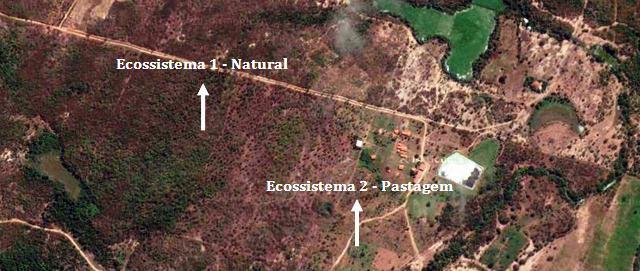 11 dossel reflete sua ampla variedade de estratégias de forrageamento, hábitos de nidificação e padrões de organização das colônias (TOBIN, 1995).