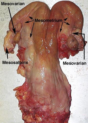 Pesquisa