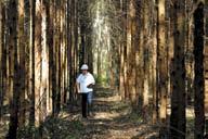 A bahia ocupa o 4ºlugar em área plantada com árvores de eucalipto no brasil.