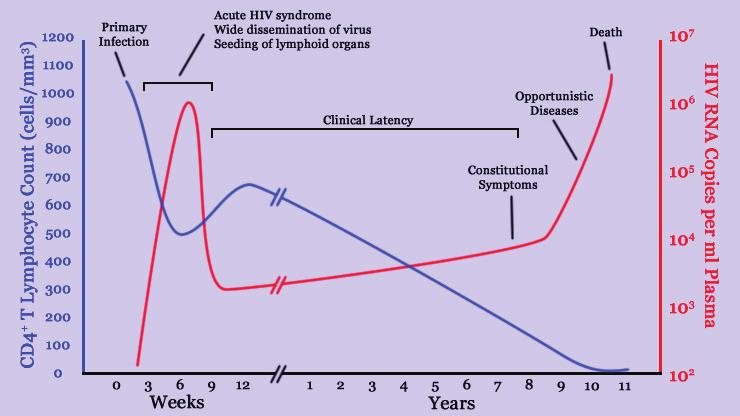 HIV 1) Vírus da imunodeficiência humana.