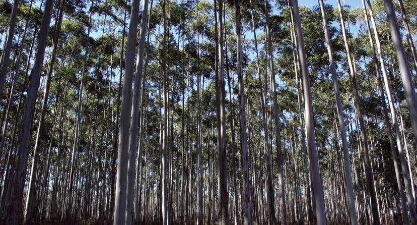Programas CooPerativos O Programa de Produtividade Potencial de Pinus no Brasil (PPPIB) conduz três ensaios fatoriais com Pinus subtropical (P. taeda) e tropical (P. caribaea var.