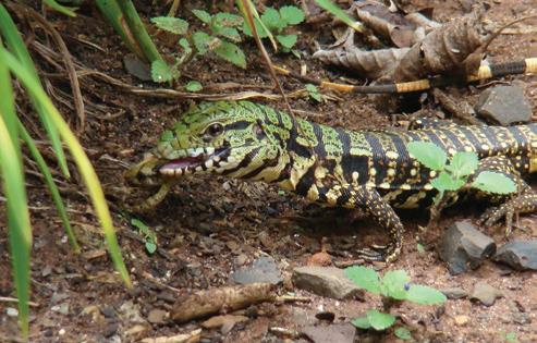 O plantio de mudas de árvores de espécies nativas faz parte do trabalho contínuo de recuperação ambiental promovido pela empresa, explica o especialista do Departamento de Meio Ambiente e Qualidade,