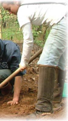 Todos os componentes da floresta (parte arbórea, raiz, serapilheira e subbosque) devem ser avaliados a cada cinco anos, desde o plantio (tempo zero), até a completa restauração do ecossistema,